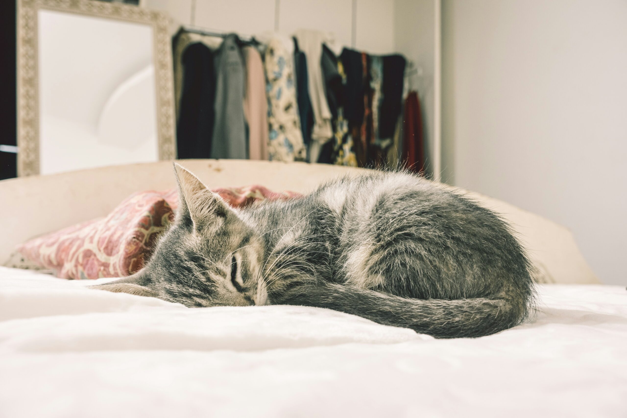 Warum Katzen im Schlafzimmer den Schlaf verändern
