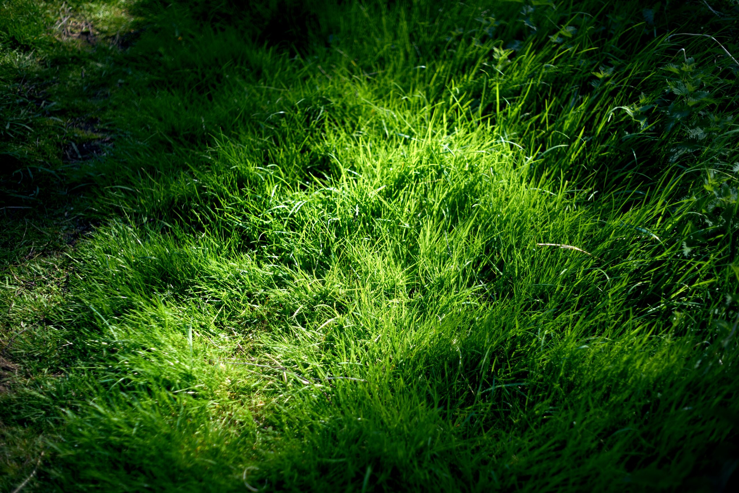 Geheime Methode, mit der Ihr Rasen auch im August grün bleibt