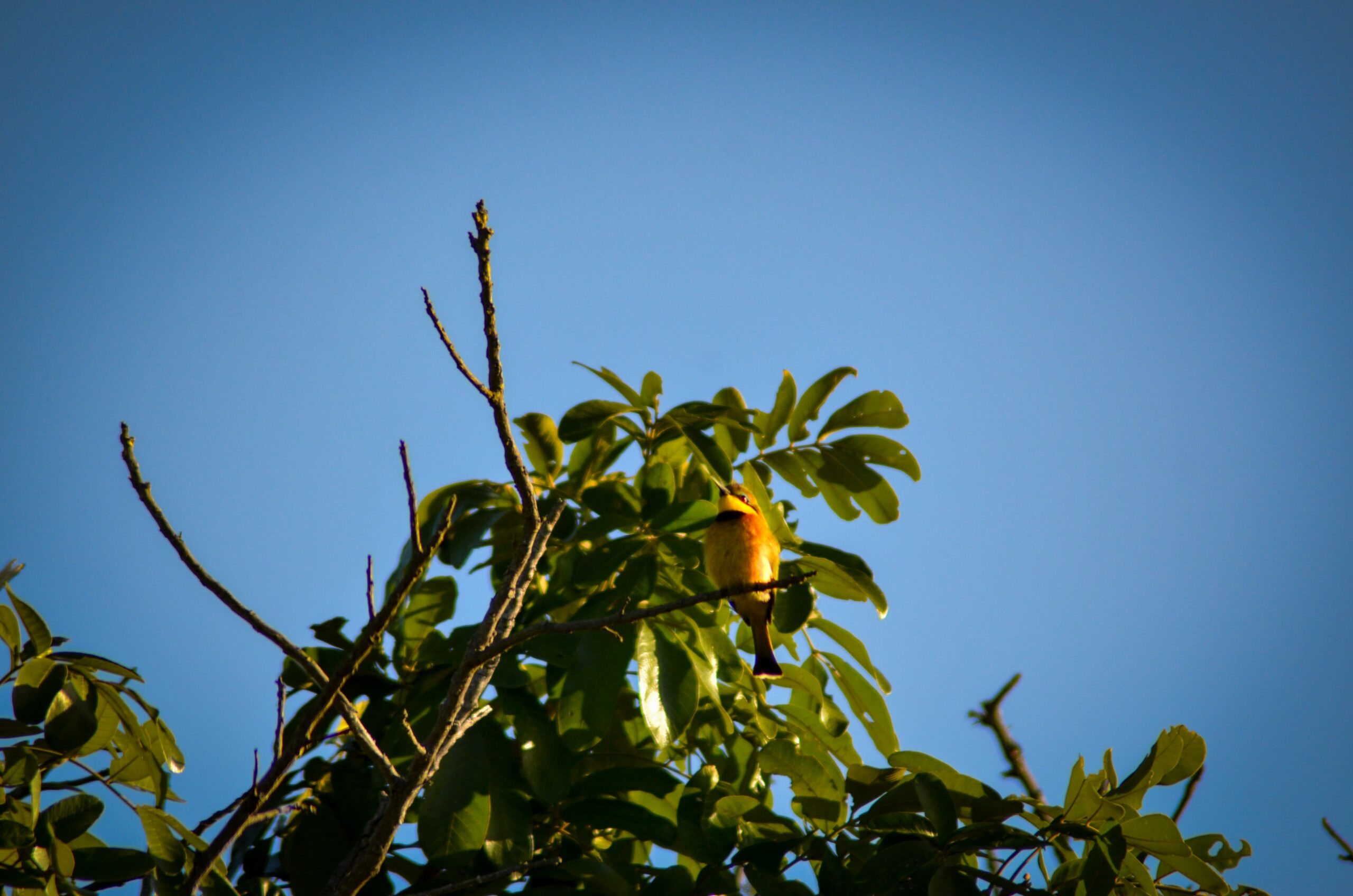 Ein vergessener Apfelbaum trägt plötzlich goldene Früchte
