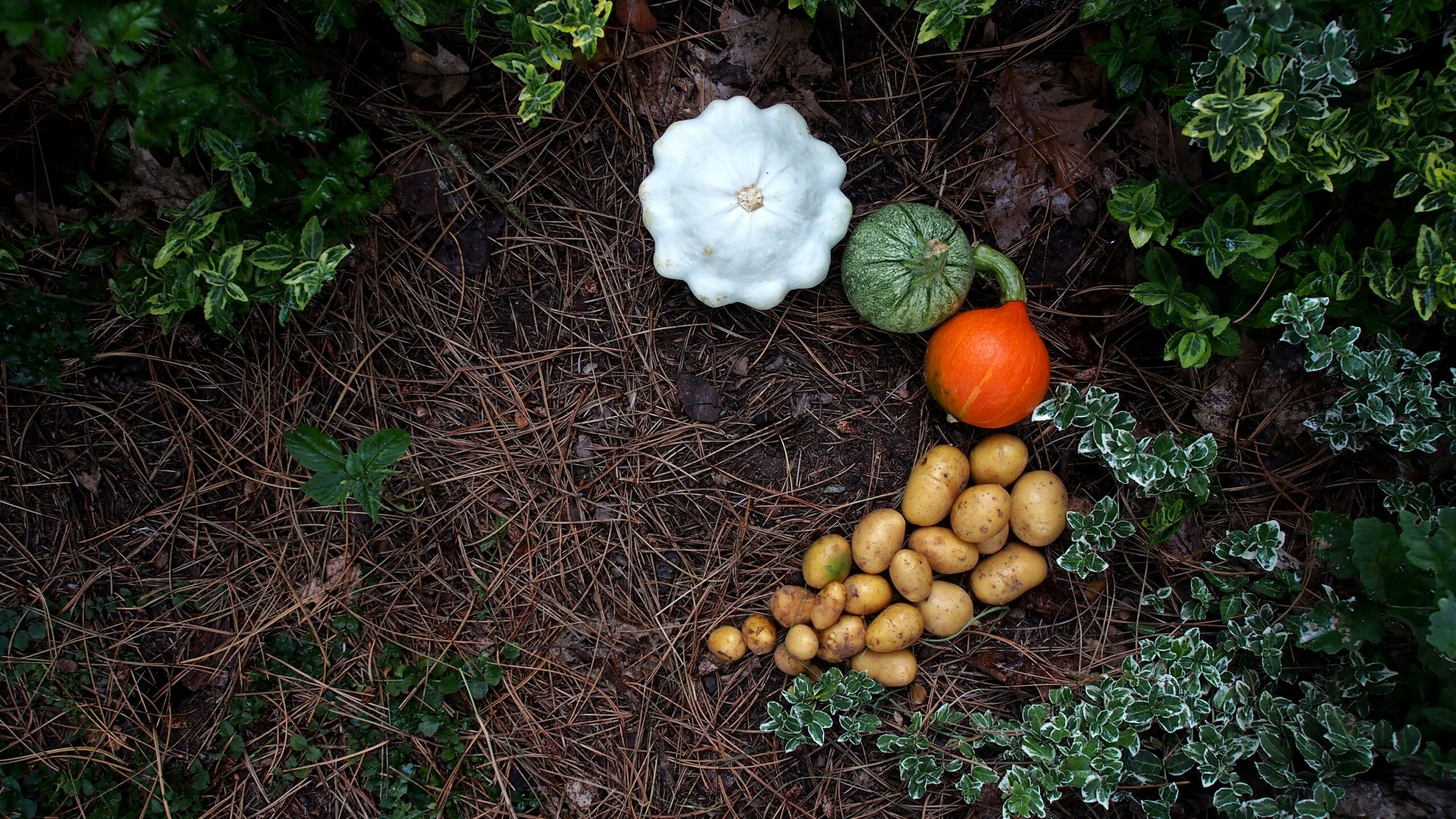 Kartoffeln anbauen: Im Garten, Hochbeet, Topf oder Sack – komplette Anleitung