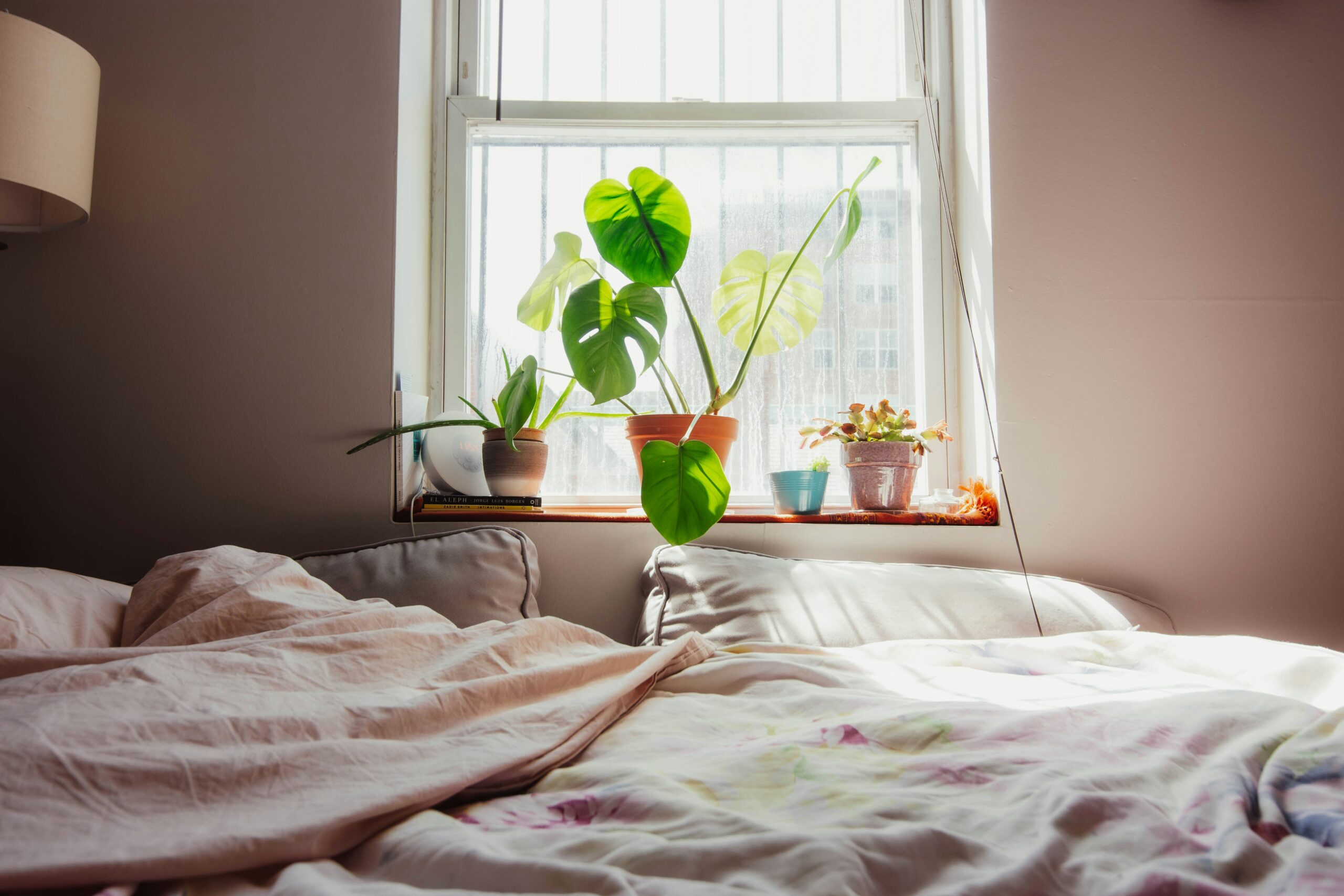 Pflanzen im Schlafzimmer flüstern angeblich ihre Wünsche