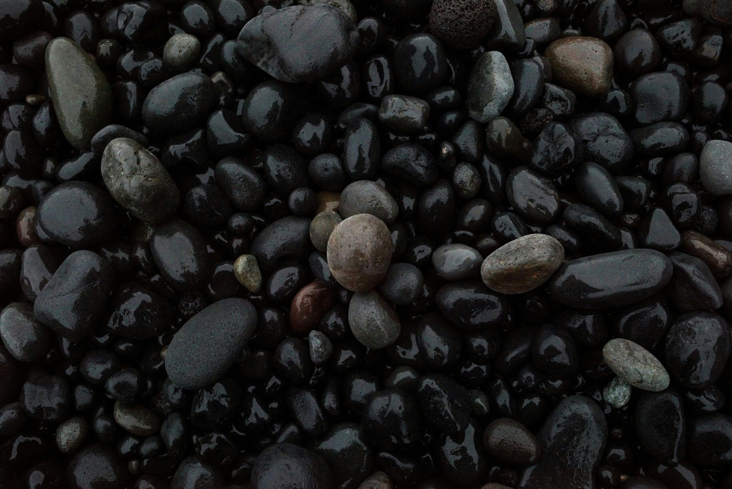 Zwergpudel schwarz oder braun: Welche Farbe passt Ihnen wirklich — und warum?