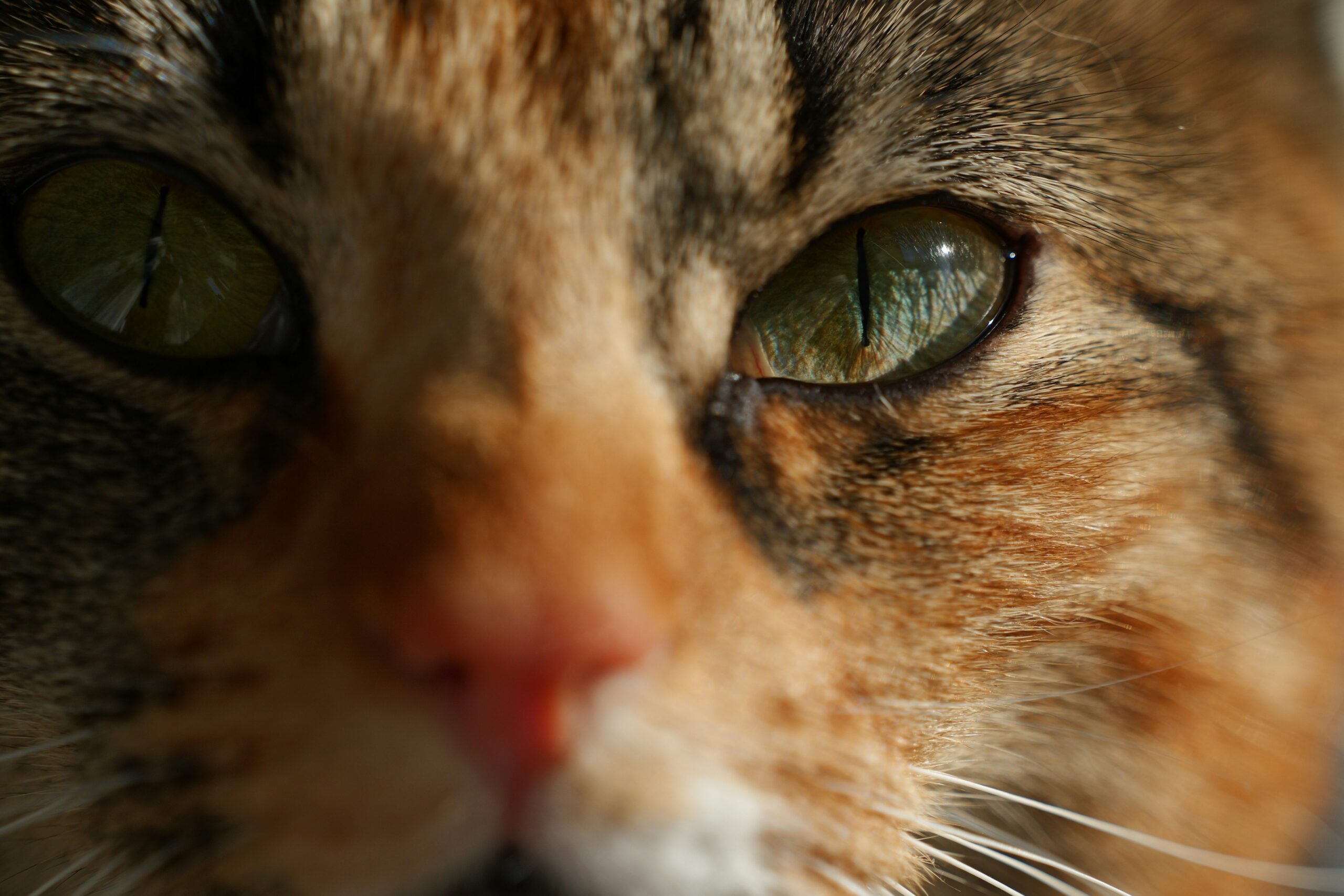Bogenhanf giftig für Katzen? Die geheimen Risiken und sichere Standorte