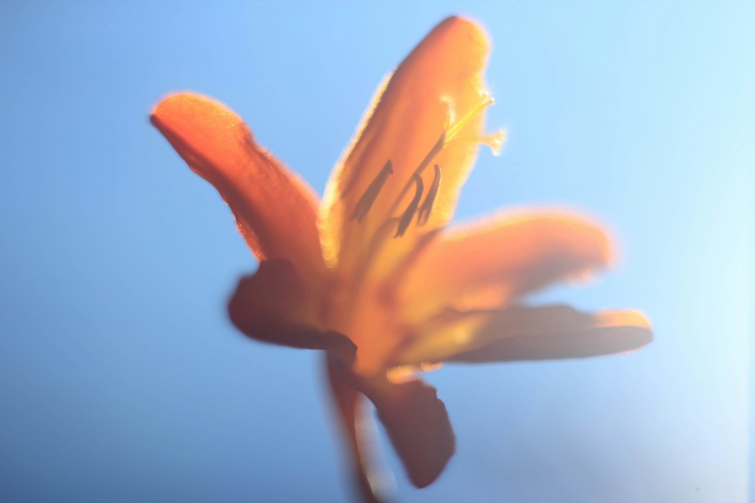 Unglaublich: der perfekte Bogenhanf Standort – endlich zeigt er Blüte