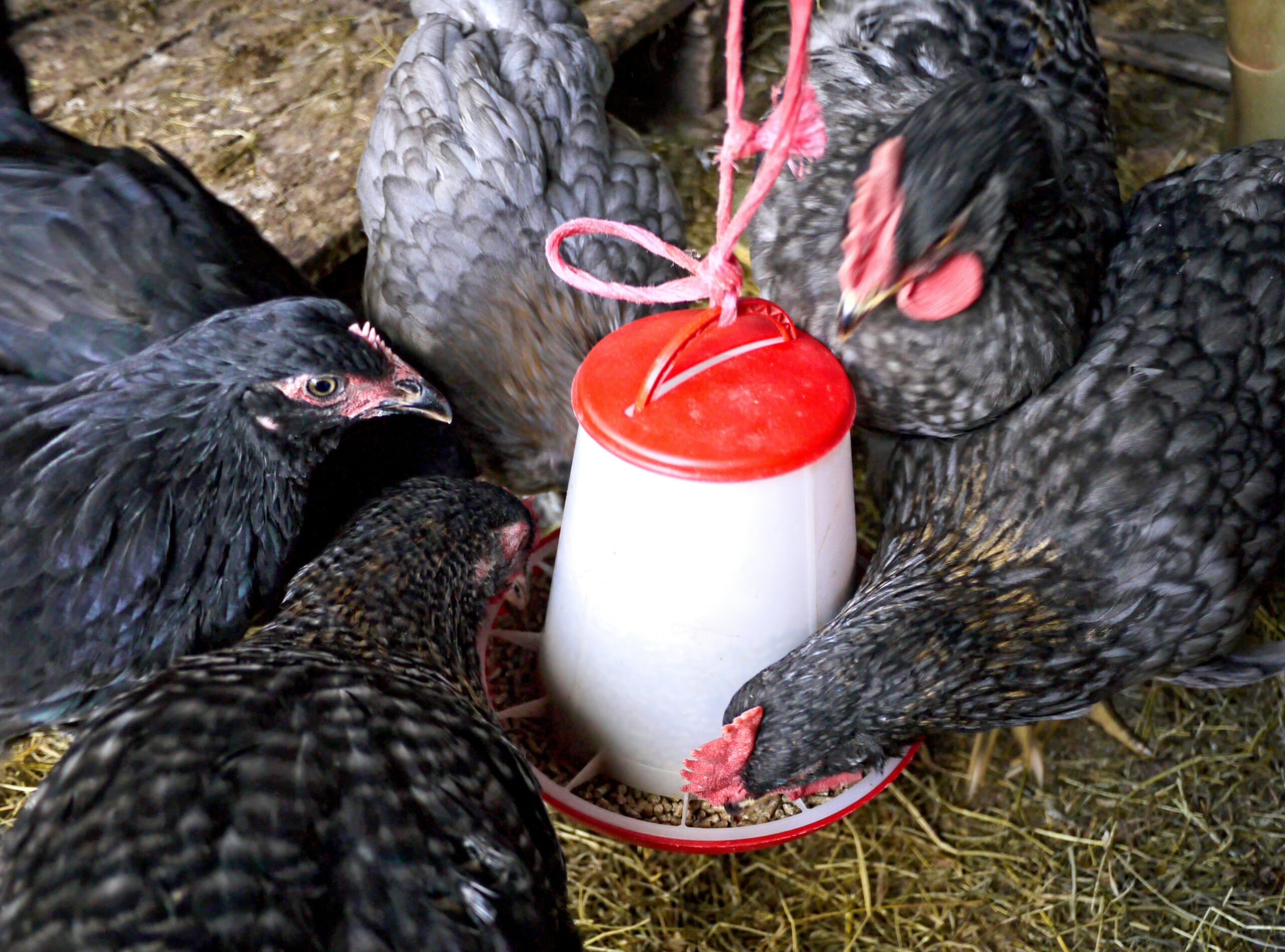 Aktuelle Empfehlung: Hühnersuppe mit Hähnchenschenkel als Schutz vor Erkältung
